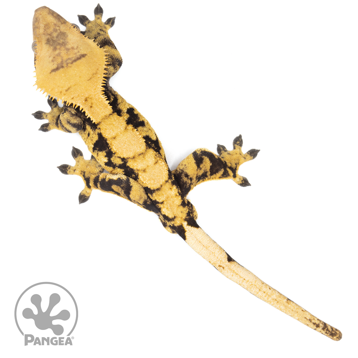 Male Extreme Crested Gecko | Pangea Reptile | Cr-1504 - Pangea Reptile LLC