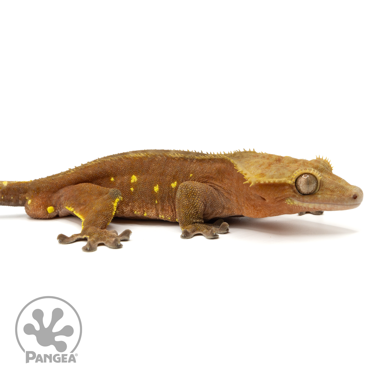 Male Red Phantom Crested Gecko | Pangea Reptile | Cr-1515 - Pangea ...