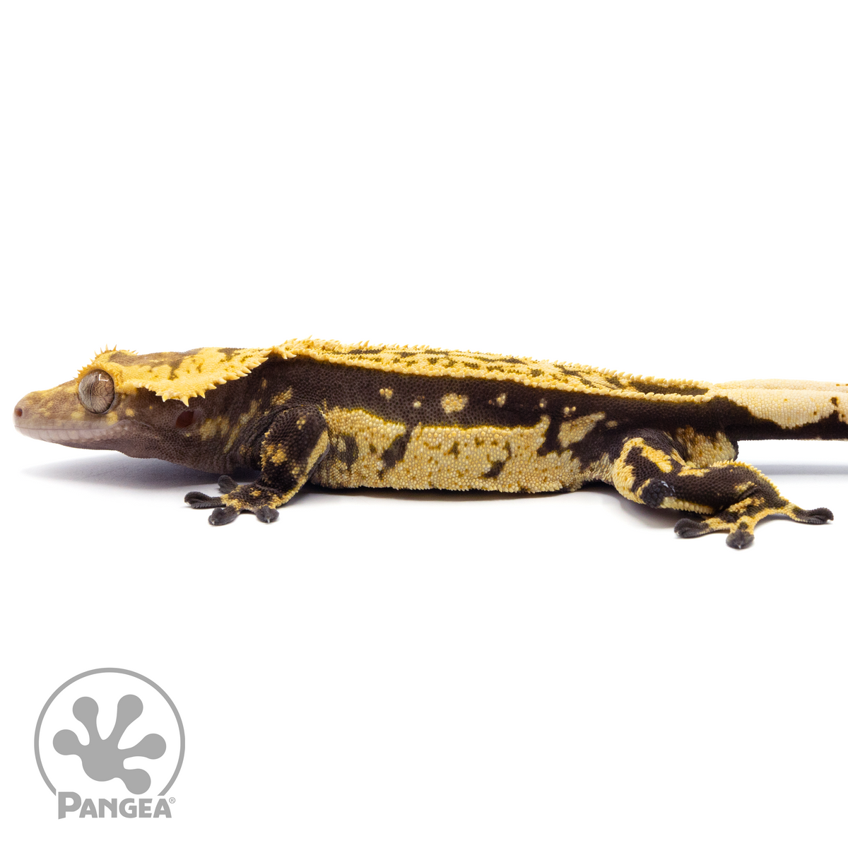 Pangea reptile sales crested gecko