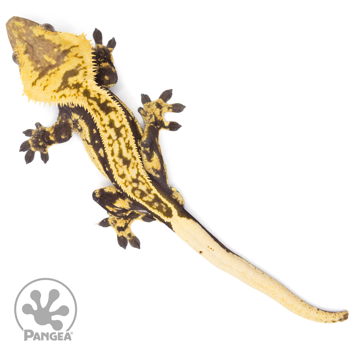 Male Quadstripe Crested Gecko | Pangea Reptile | Cr-1520 - Pangea ...