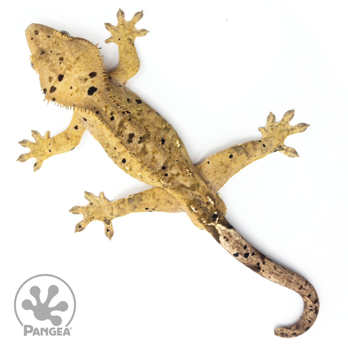 Male Dalmatian Crested Gecko | Pangea Reptile | Cr-1580 - Pangea ...