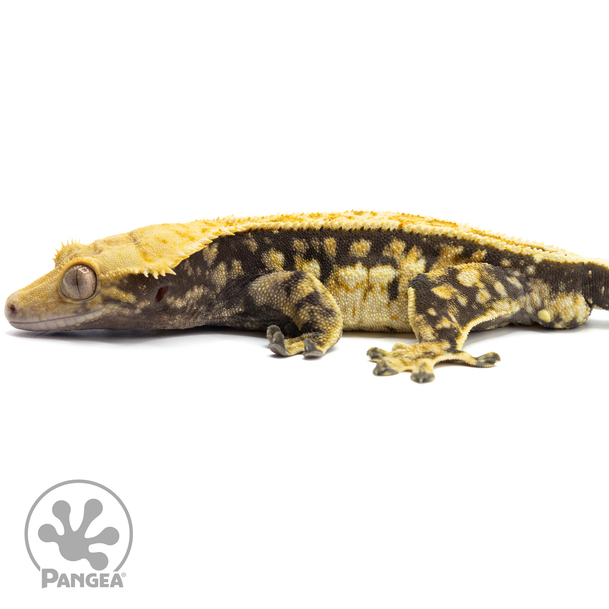 Male Tricolor Crested Gecko | Pangea Reptile | Cr-1583 - Pangea Reptile LLC