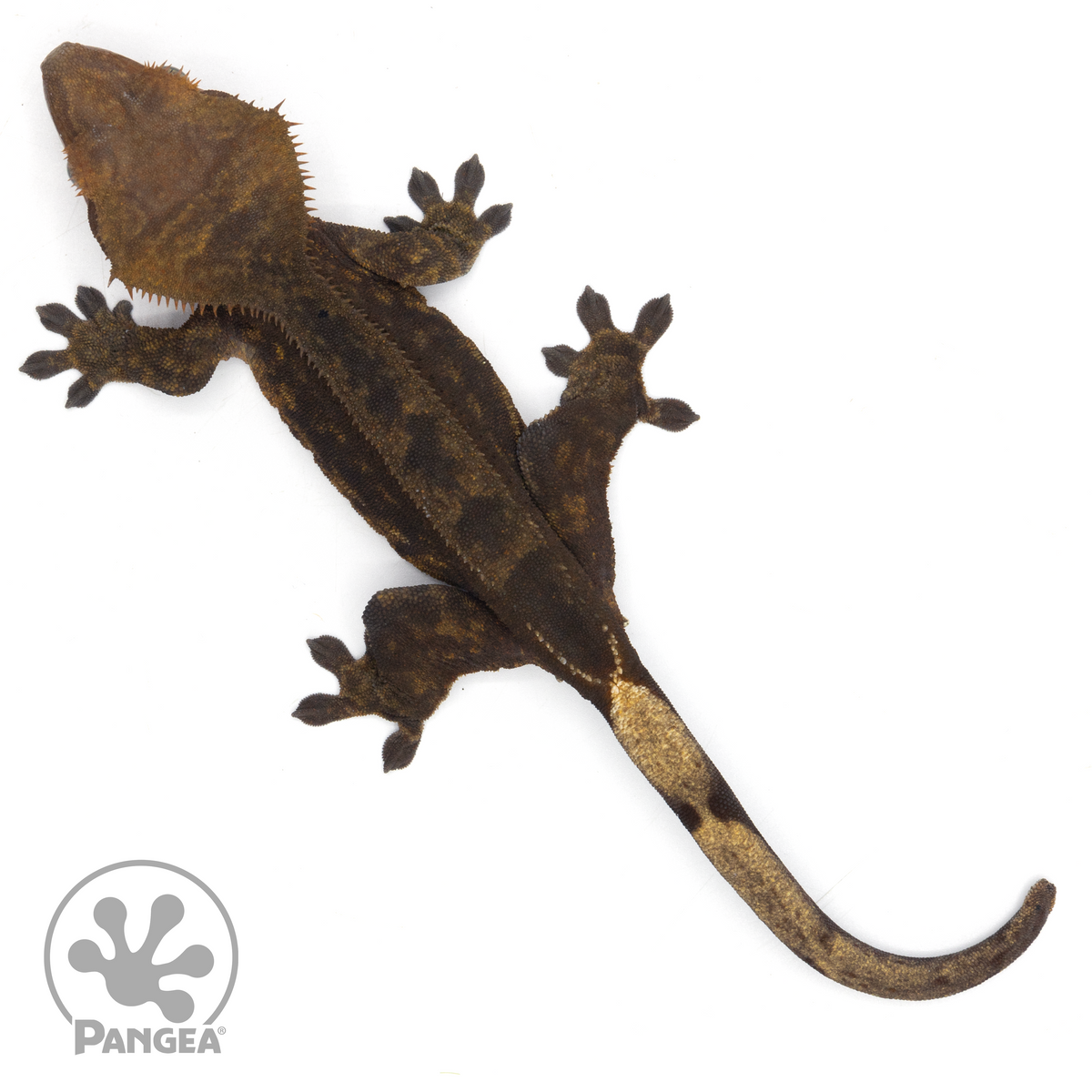 Female OG Black Crested Gecko | Pangea Reptile | Cr-1613 - Pangea ...