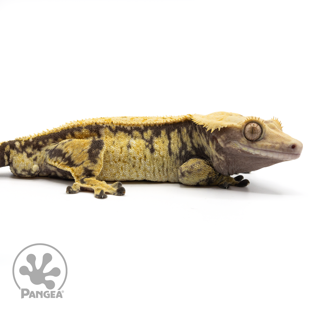 Male Extreme Crested Gecko | Pangea Reptile | Cr-1658 - Pangea Reptile LLC