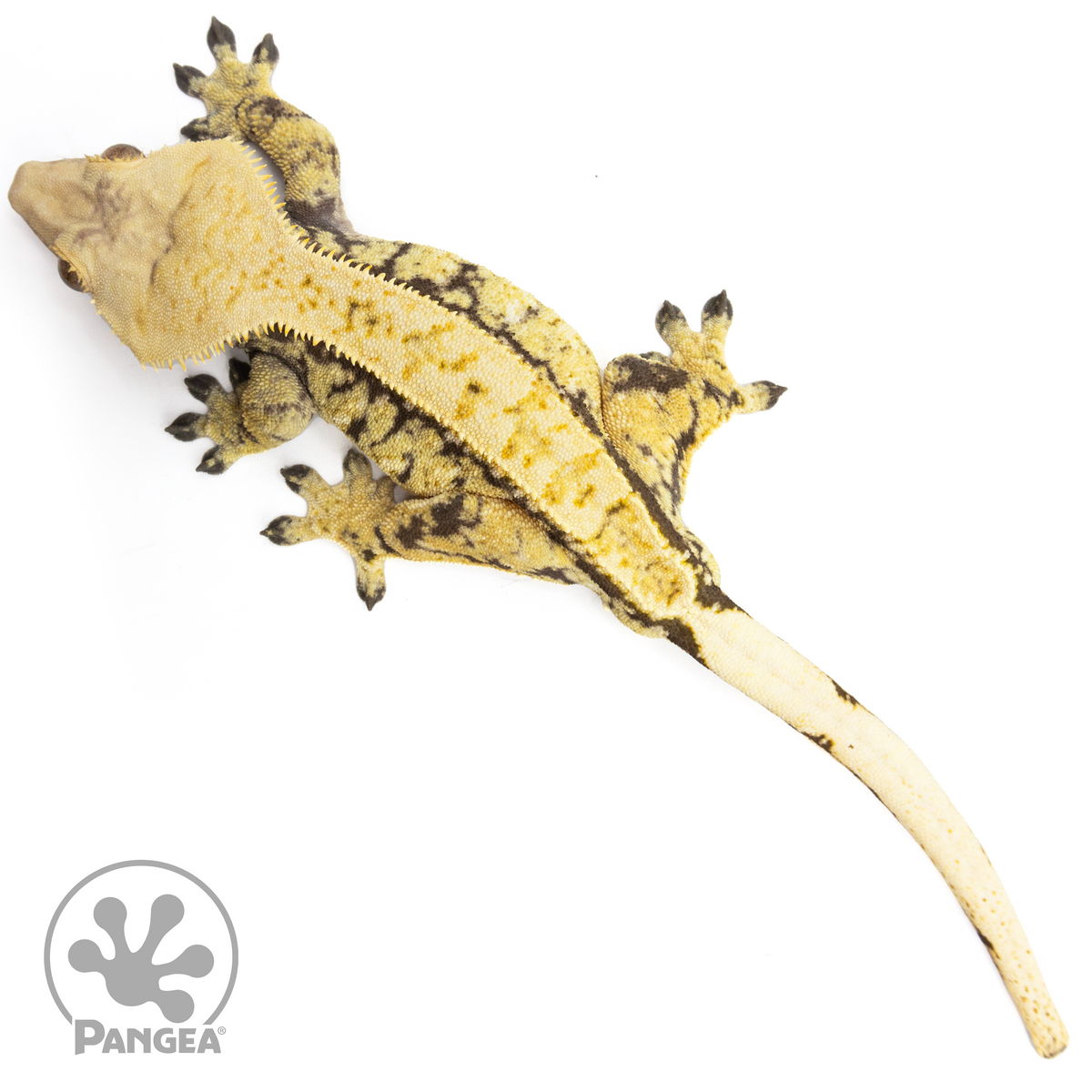 Male Extreme Crested Gecko | Pangea Reptile | Cr-1658 - Pangea Reptile LLC