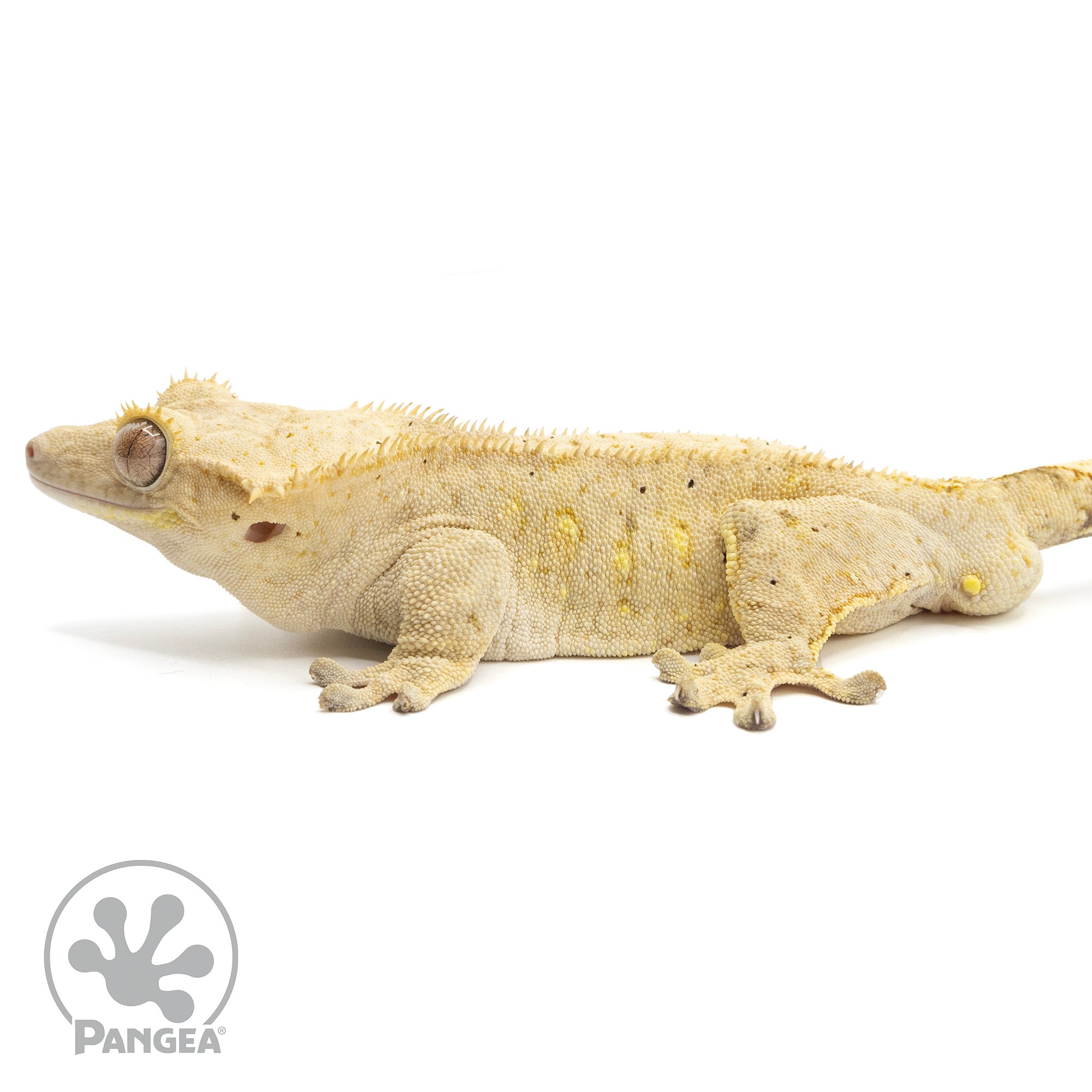 Pangea reptile sale crested gecko