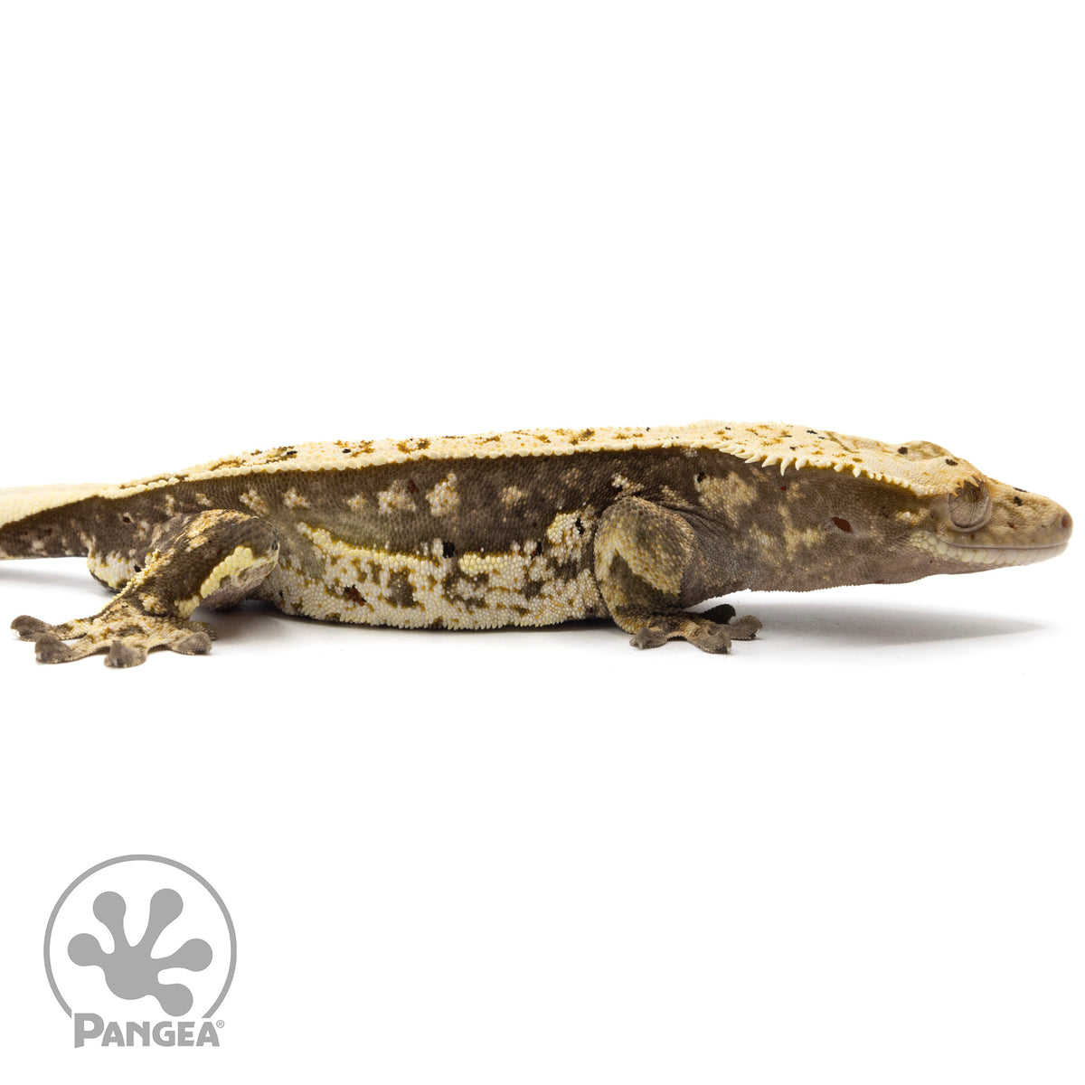 Male Quad-Stripe Crested Gecko | Pangea Reptile | Cr-2133 - Pangea ...