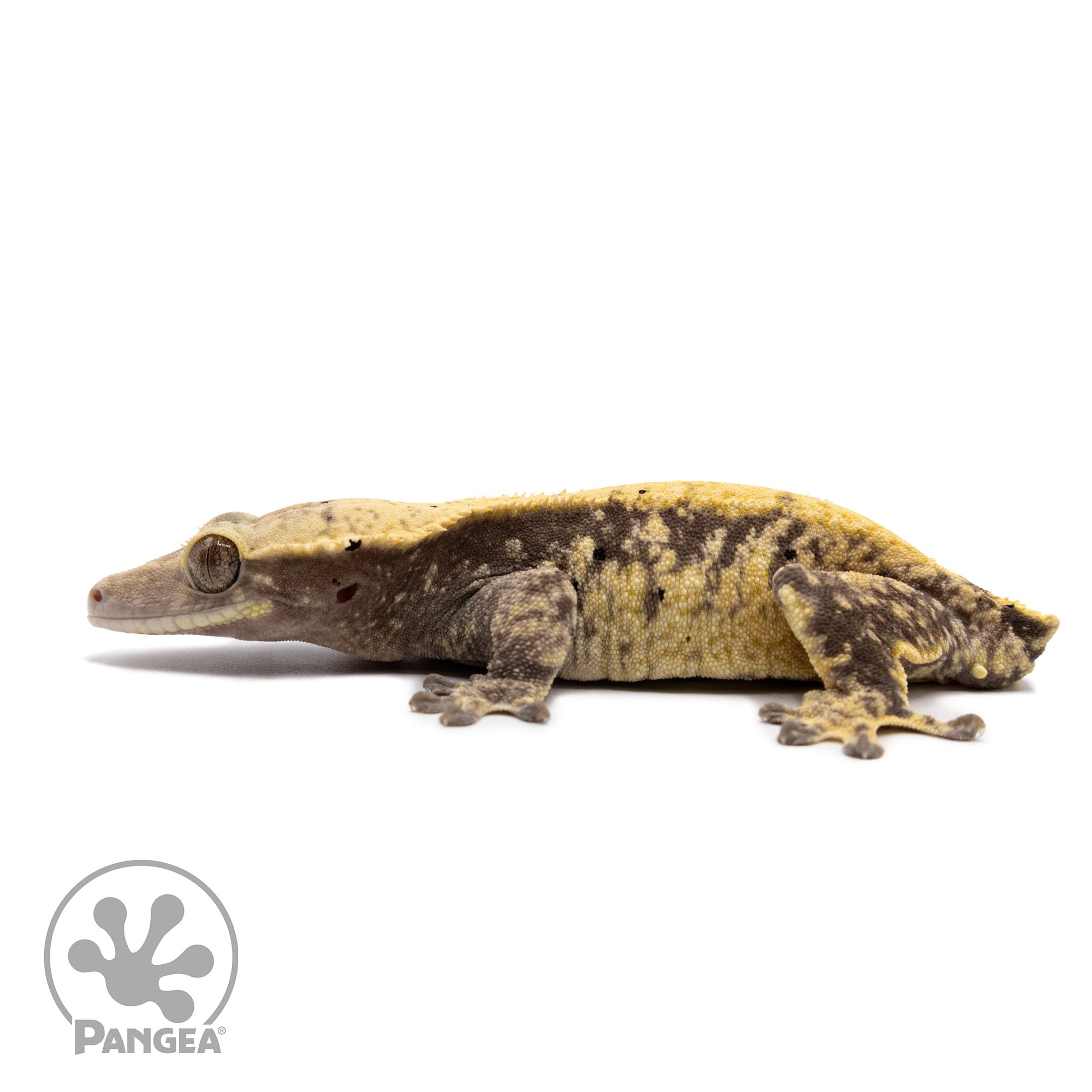 Female Extreme Harlequin Crested Gecko Cr-2334 facing left