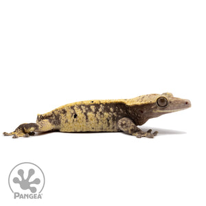 Female Extreme Harlequin Crested Gecko Cr-2334 facing right