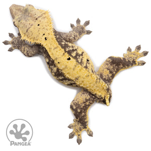 Female Extreme Harlequin Crested Gecko Cr-2334 from above