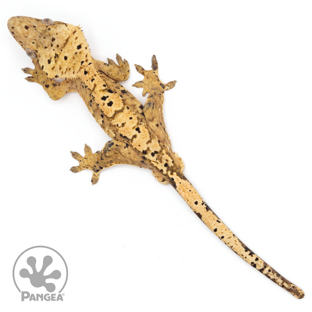 Male Dalmatian Crested Gecko | Pangea Reptile | Cr-1048 - Pangea ...