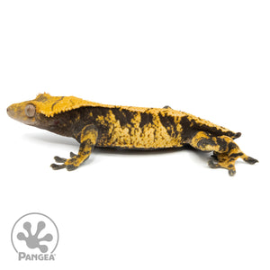 Male XXX Crested Gecko Cr-1131 facing left