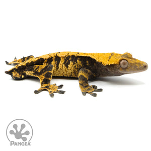 Male XXX Crested Gecko Cr-1131 facing right