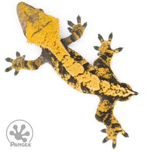 Male XXX Crested Gecko Cr-1131 from above