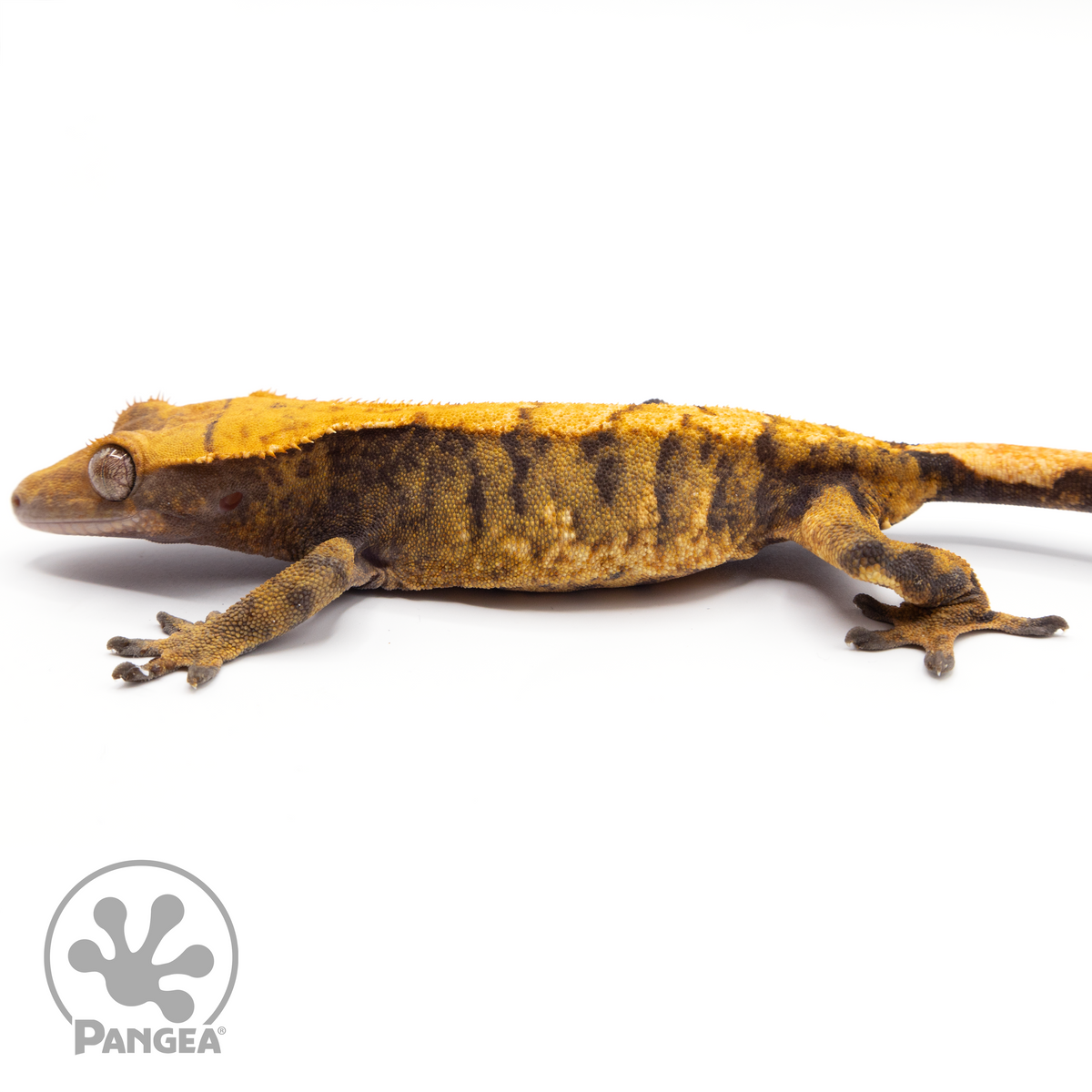 Female XXX Crested Gecko | Pangea Reptile | Cr-1132 - Pangea Reptile LLC