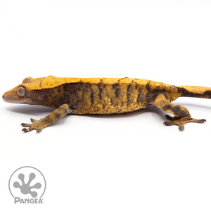 Female XXX Crested Gecko Cr-1132