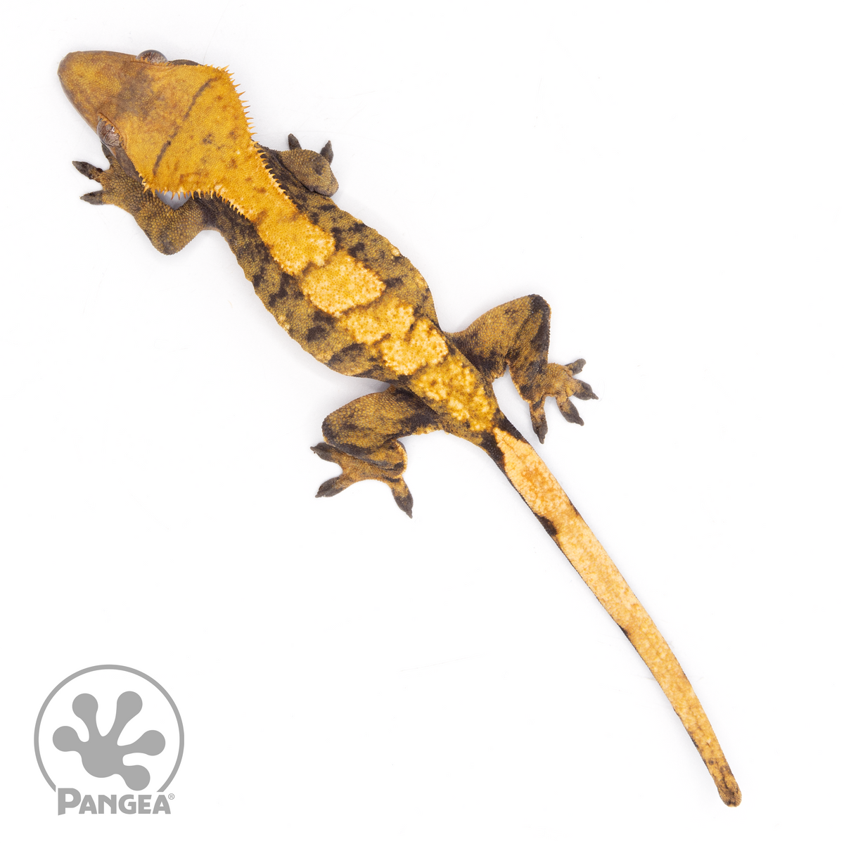 Female XXX Crested Gecko | Pangea Reptile | Cr-1132 - Pangea Reptile LLC