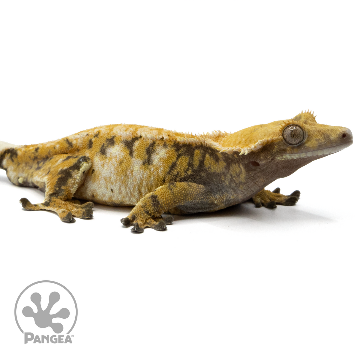 Female Tricolor Crested Gecko | Pangea Reptile | Cr-1477 - Pangea ...