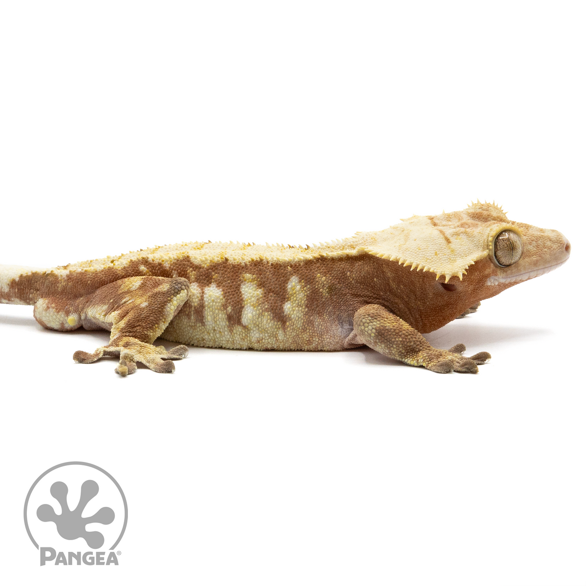 Male Harlequin Crested Gecko Pangea Reptile Cr 1485 Pangea Reptile LLC