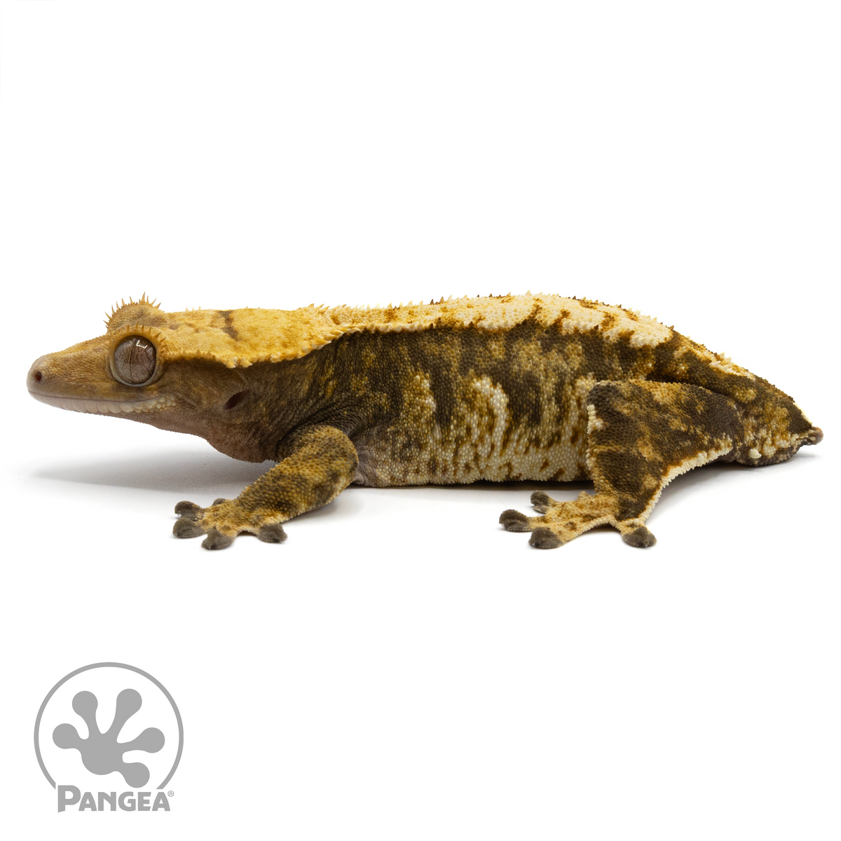 Female Tricolor Crested Gecko | Pangea Reptile | Cr-1486 - Pangea ...