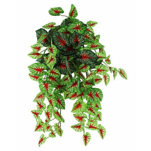 Pangea Caladium Hanging Bush - 18"