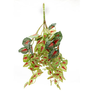 Pangea Caladium Hanging Bush - 18"