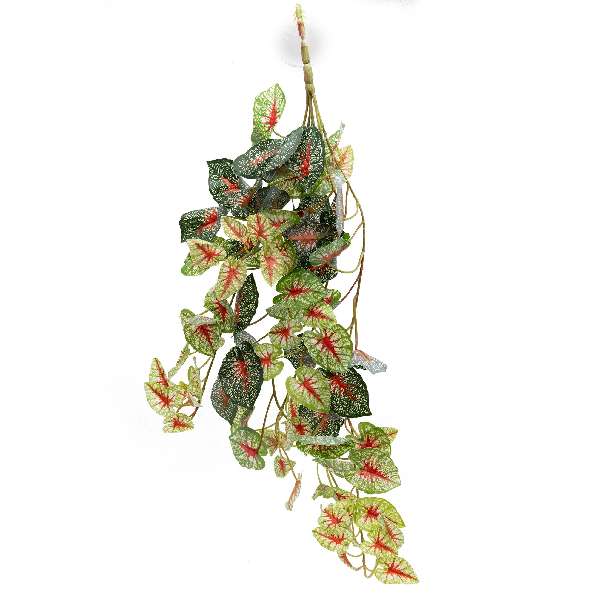 Pangea Caladium Hanging Bush - 24"