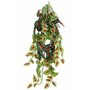 Pangea Caladium Hanging Bush - 24"