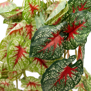 Pangea Caladium Hanging Bush close up of leaves.