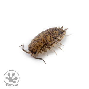 Porcellio scaber 'Calico' Isopods