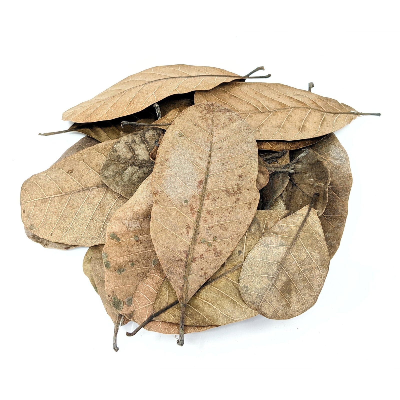 Leaf Litter | Frog Substrate | Pangea Reptile - Pangea Reptile LLC