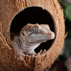 Pangea CocoHut Hanging Reptile Hide with happy gecko looking out.