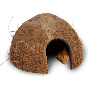 Pangea CocoHut Reptile Hide with peaking gecko head.