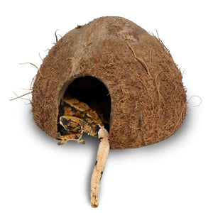 Pangea CocoHut Reptile hide with hiding gecko.