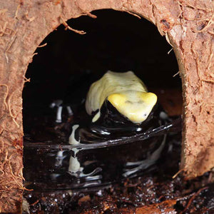 Pangea CocoHut Hide being used as a breeding location for dart frog.