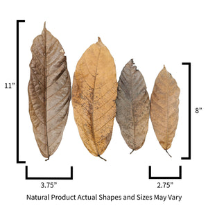 Sizes for Capoazu Leaf Litter used in bioactive reptile and crested gecko enclosures.