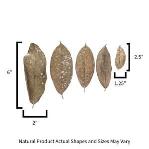 Sizes for cows ears leaf litter used in reptile and crested gecko enclosures.