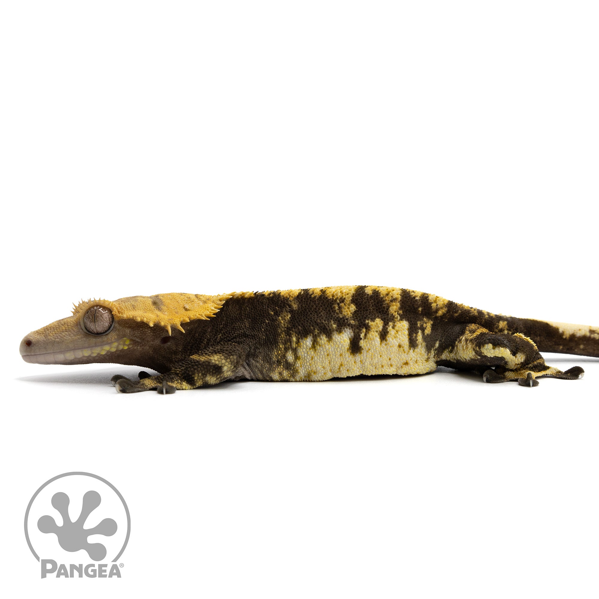 Male Extreme Harlequin Crested Gecko Cr-0656 facing left