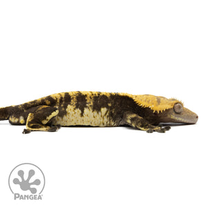 Male Extreme Harlequin Crested Gecko Cr-0656 facing right