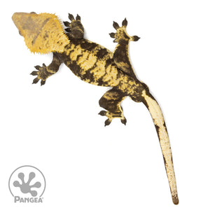 Male Extreme Harlequin Crested Gecko Cr-0656 from above