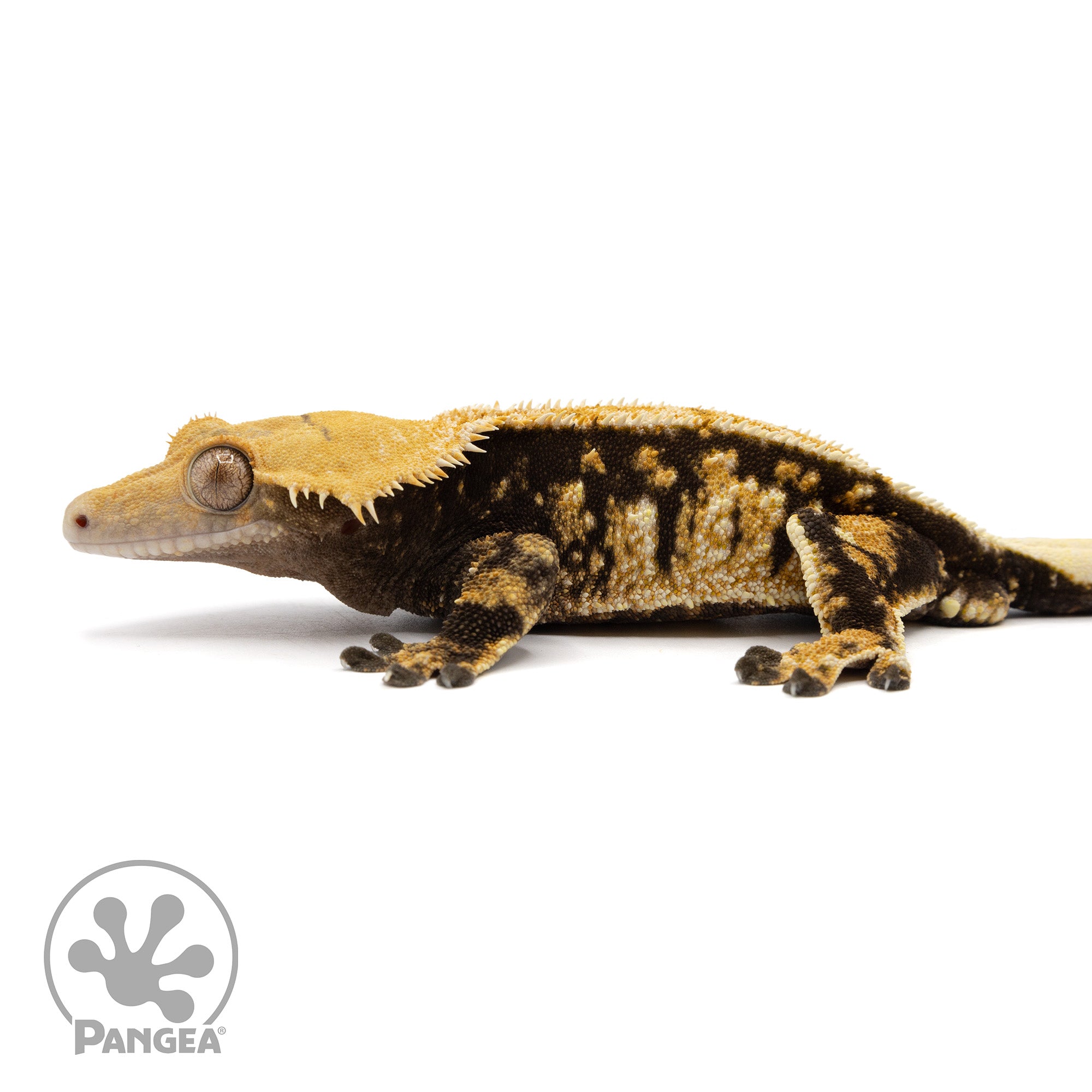 Male Tricolor Extreme Harlequin Crested Gecko Cr-0674 facing left