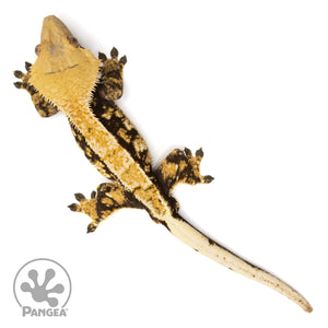 Male Tricolor Extreme Harlequin Crested Gecko Cr-0674 from above