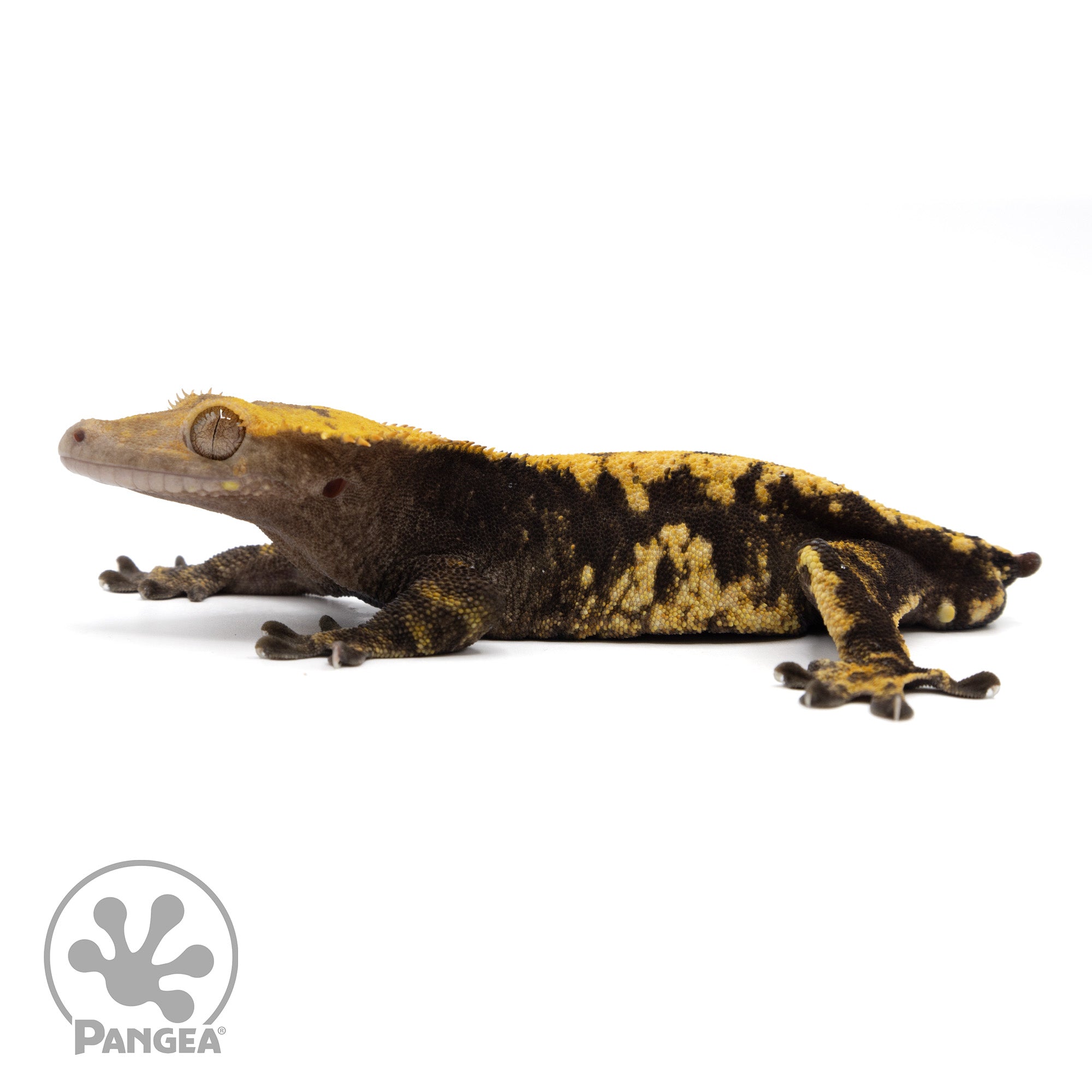 Male Harlequin Crested Gecko Cr-0765 facing left