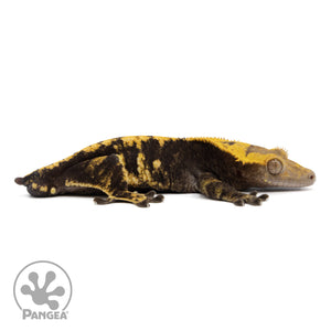 Male Harlequin Crested Gecko Cr-0765 facing right