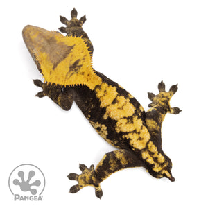 Male Harlequin Crested Gecko Cr-0765 from above