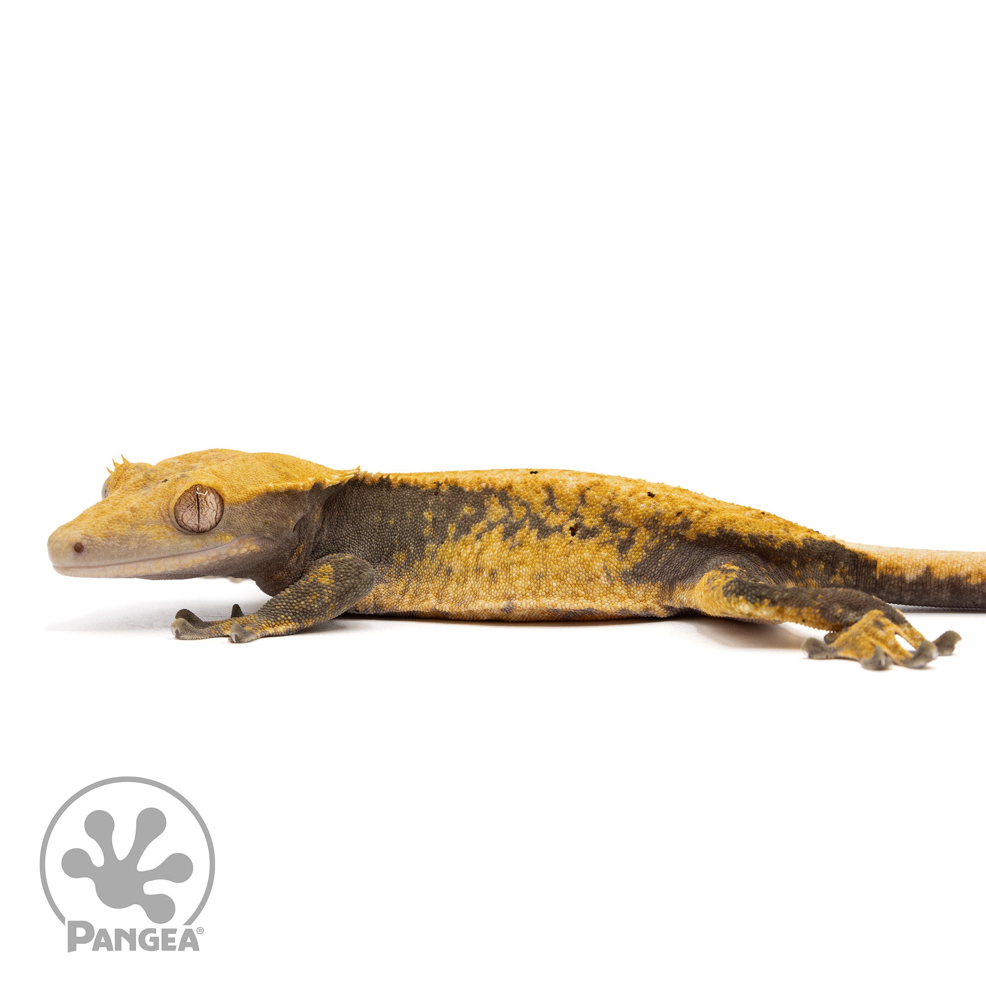 Female Pixel Crested Gecko Cr-10011 facing left