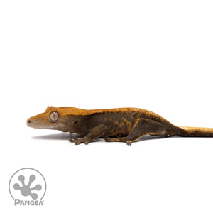 Juvenile Pixel Tangerine Crested Gecko Cr-10049 facing left