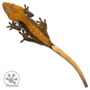 Juvenile Pixel Tangerine Crested Gecko Cr-10049 from above