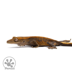 Juvenile Pixel Crested Gecko Cr-10054 facing left