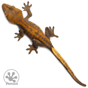 Juvenile Pixel Crested Gecko Cr-10054 from above